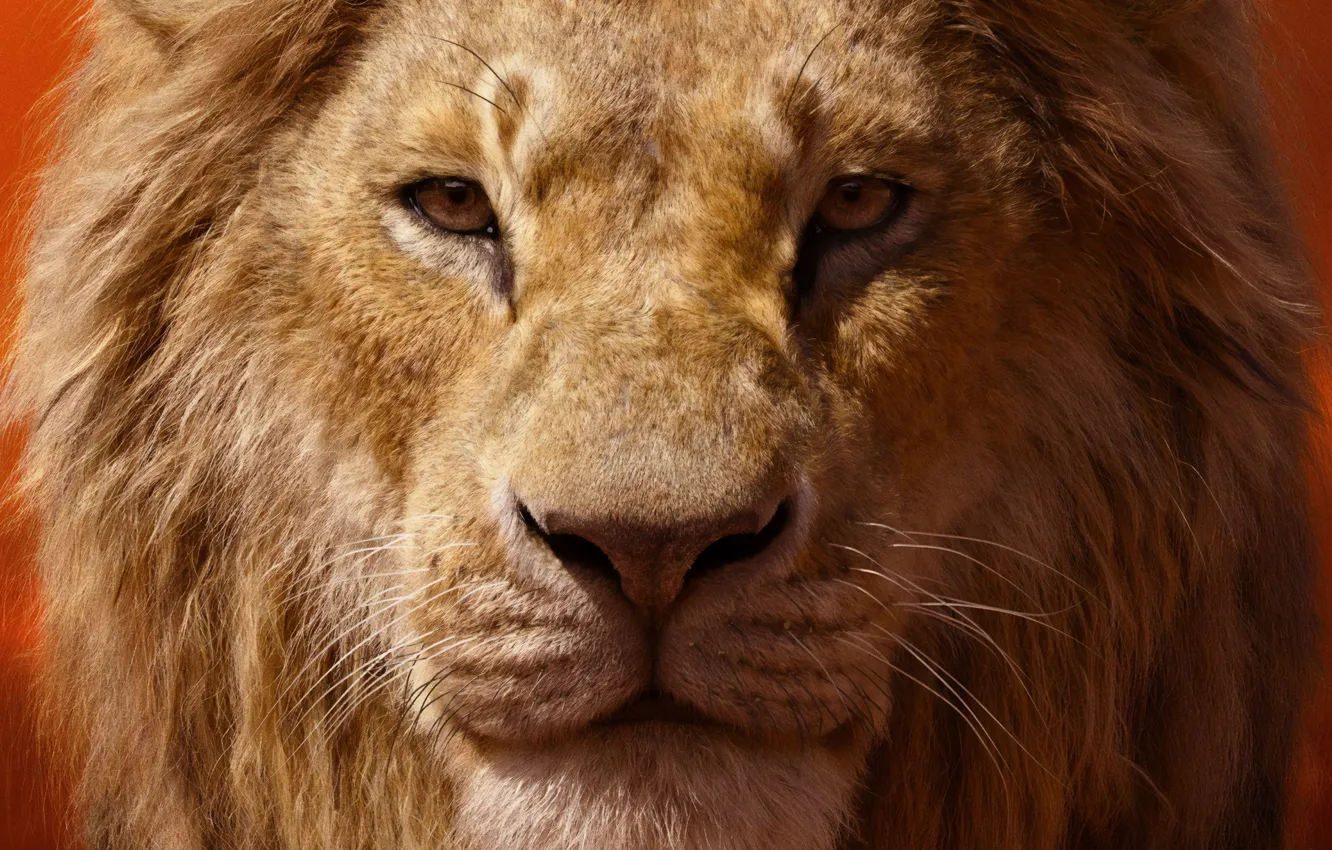 Фото обои взгляд, лев, грива, The Lion King, Король лев, 2019. 