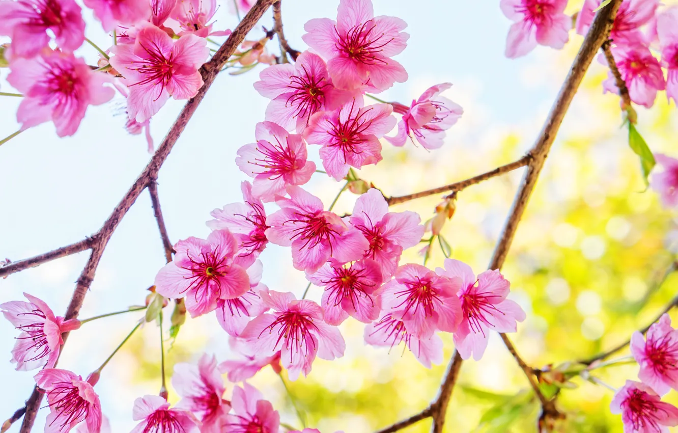 Фото обои ветки, весна, сакура, цветение, pink, blossom, sakura, cherry, spring, bloom