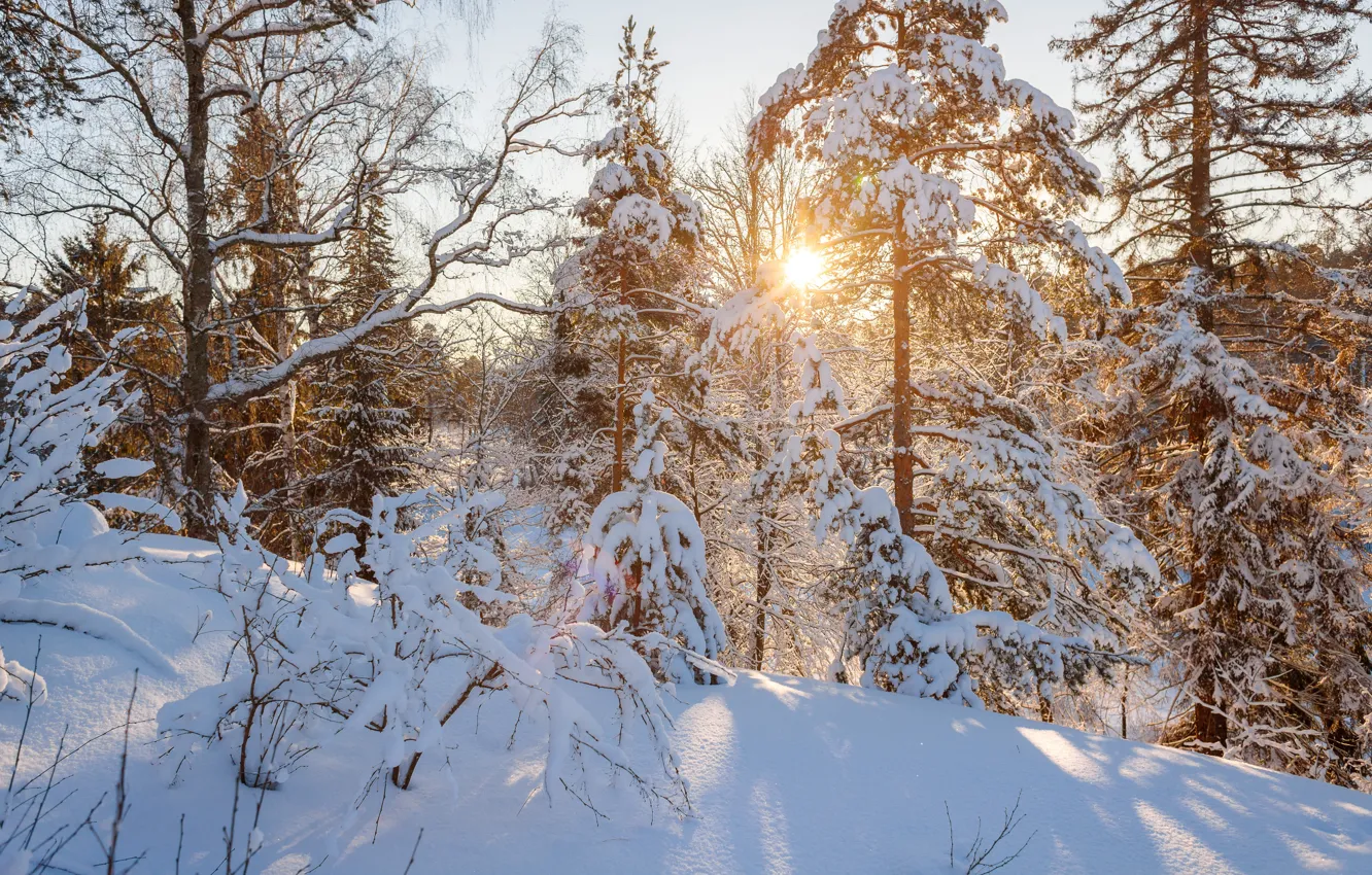 Фото обои зима, лес, солнце, закат, сугробы, солнечно, сугроб, санкт-петербург, зимний лес, солнечный лес, монрепо, снежно, выборг