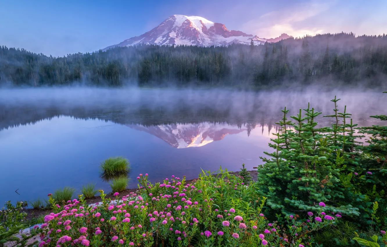 Фото обои лес, цветы, туман, озеро, отражение, рассвет, гора, утро, ели, Mount Rainier National Park, Национальный парк …