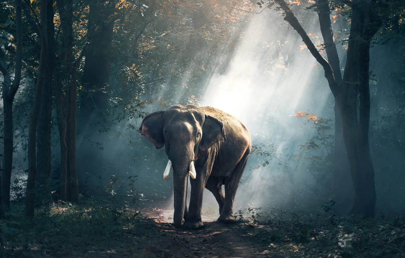 Фото обои дорога, деревья, природа, слон, road, trees, лучи света, nature, elephant, rays of light