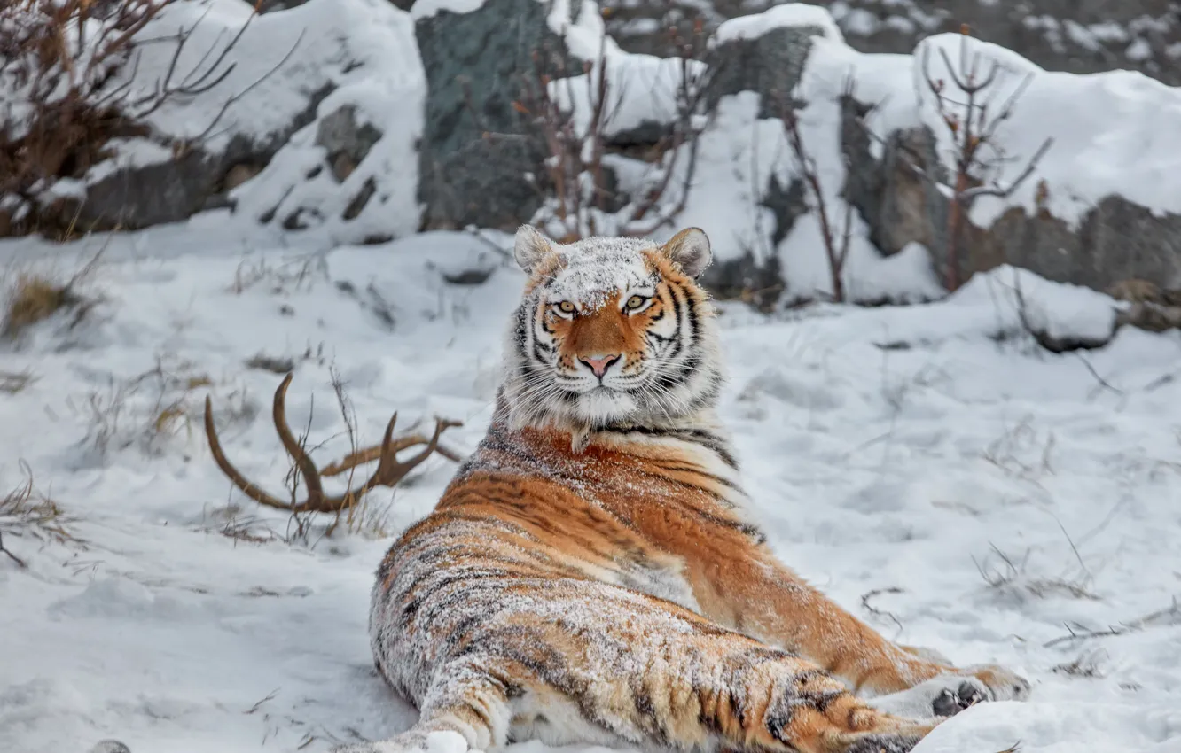 Фото обои зима, снег, дикая кошка, тигрица, красава