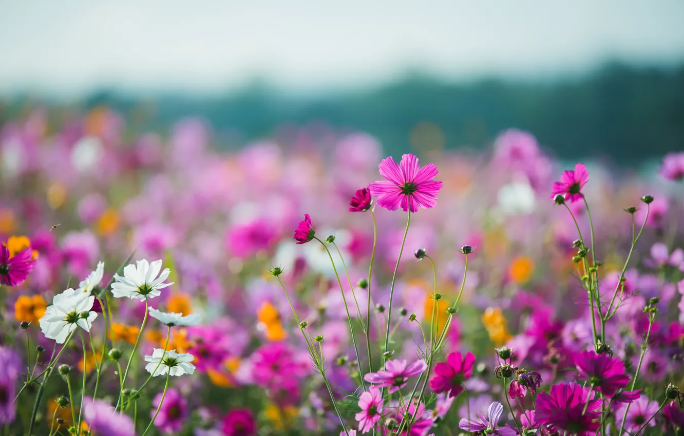 Фото обои поле, лето, небо, солнце, цветы, colorful, луг, summer, розовые, field, pink, flowers, cosmos, meadow