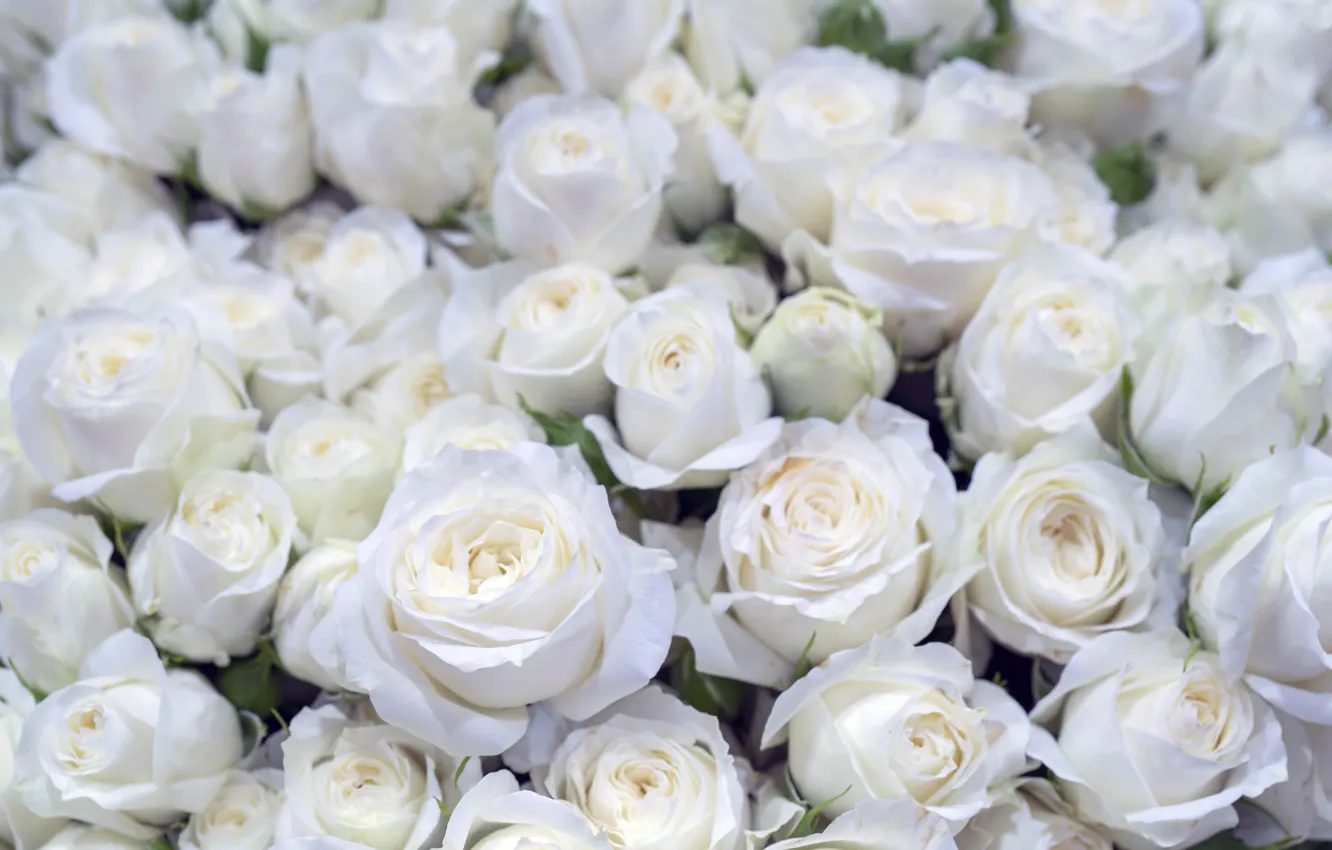 Красивые Белые Розы Фото