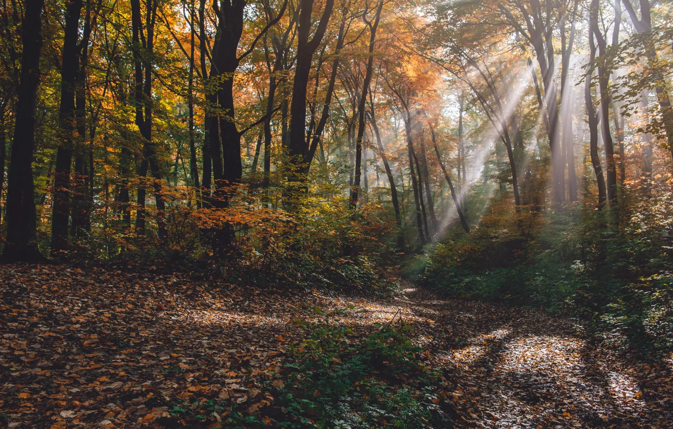 Фото обои осень, лес, листья, деревья, парк, forest, nature, park, autumn, leaves, tree, sunlight