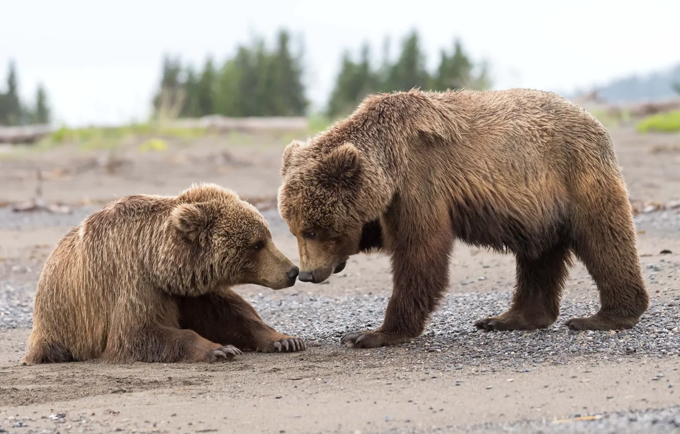 Фото обои животные, природа, хищники, Аляска, медвежата, папа, детёныши