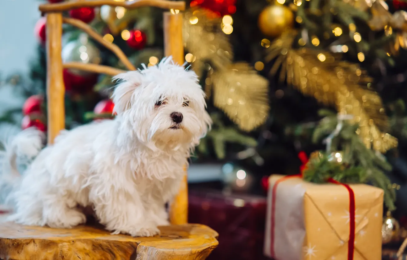 Фото обои подарок, собака, Рождество, стул, Новый год, белая, ёлка, лохматая