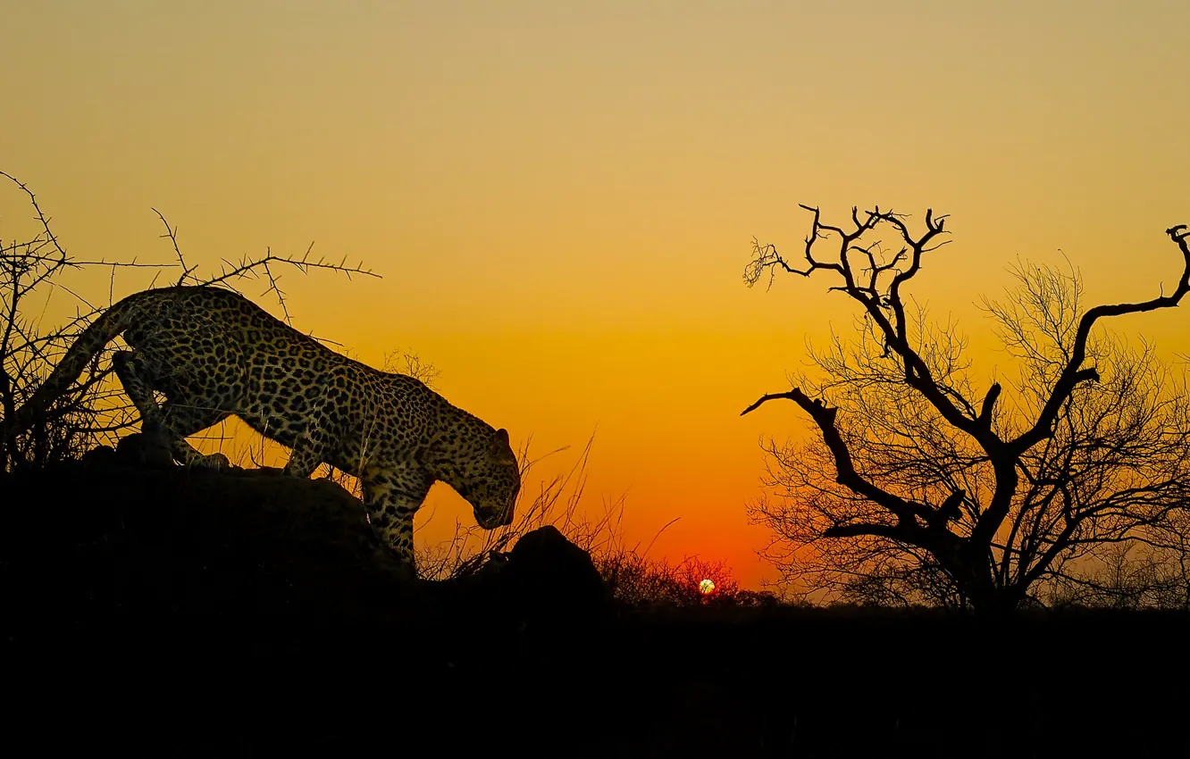 Фото обои закат, дерево, леопард, Африка, дикая кошка
