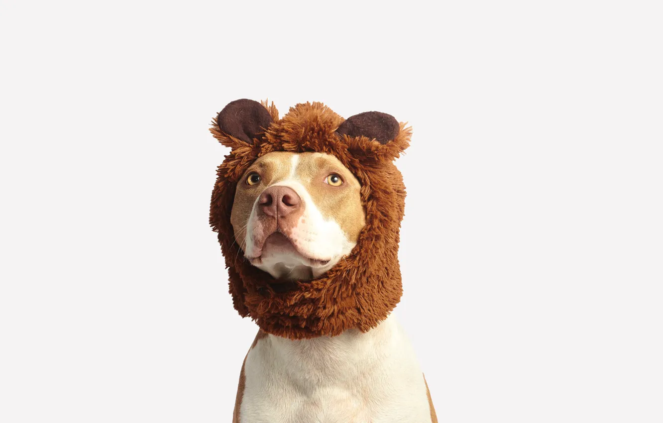 Фото обои взгляд, морда, шапка, пес, белый фон, hat, dog, домашнее животное, look, pet, white background, muzzle, …