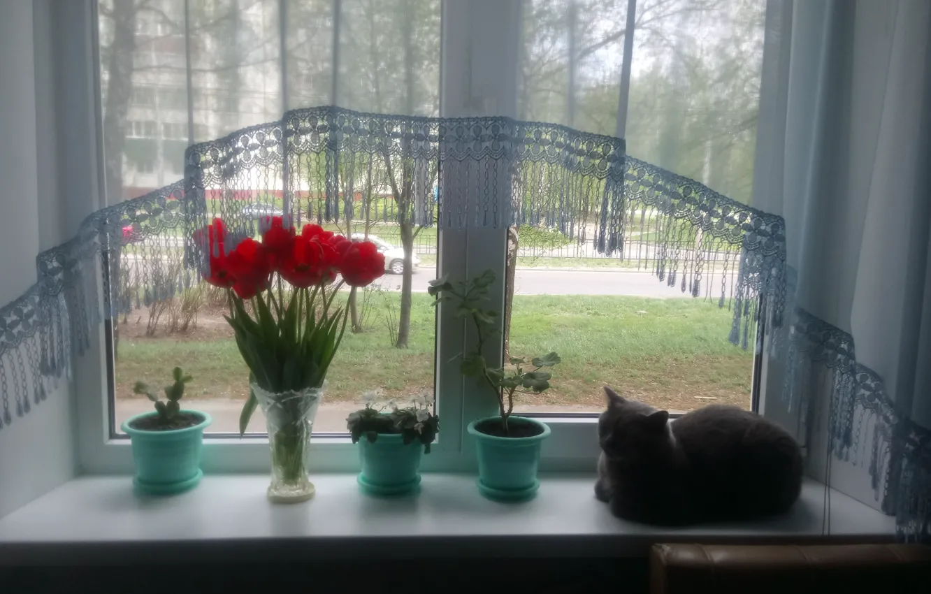 Фото обои окно, горшки, Любят кошки окошки