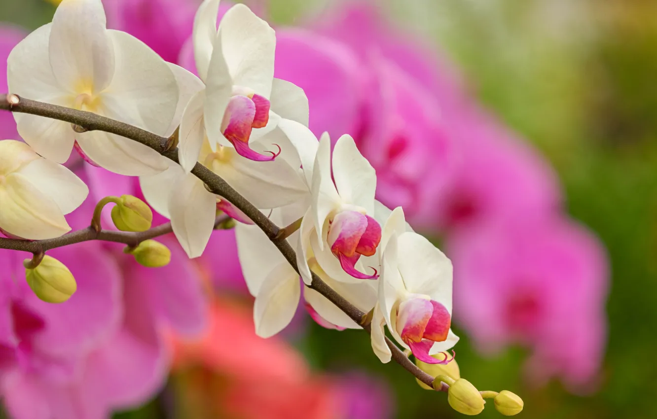 Фото обои природа, ветка, бутоны, орхидея, цветки