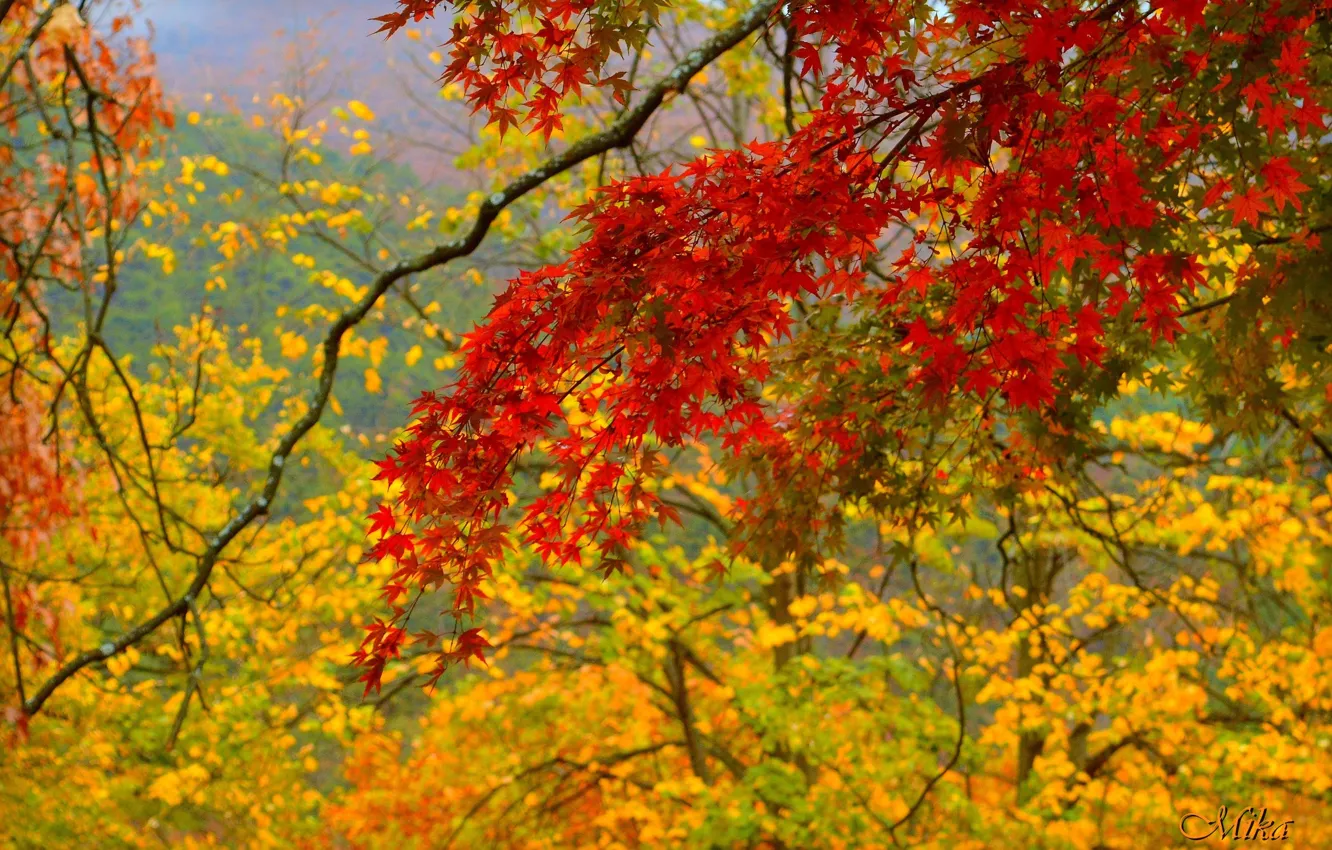 Фото обои Осень, Ветви, Fall, Autumn