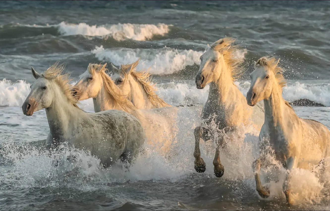 Фото обои лошади, animals, speed, five, horse