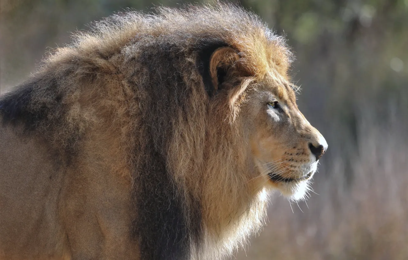 Фото обои морда, портрет, лев, грива, царь зверей, профиль, дикая кошка