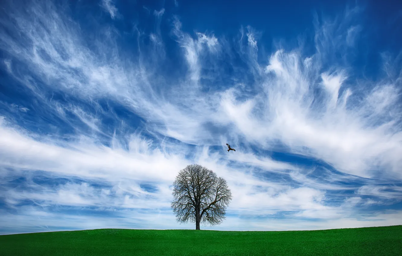 Фото обои поле, облака, фото, дерево, птица