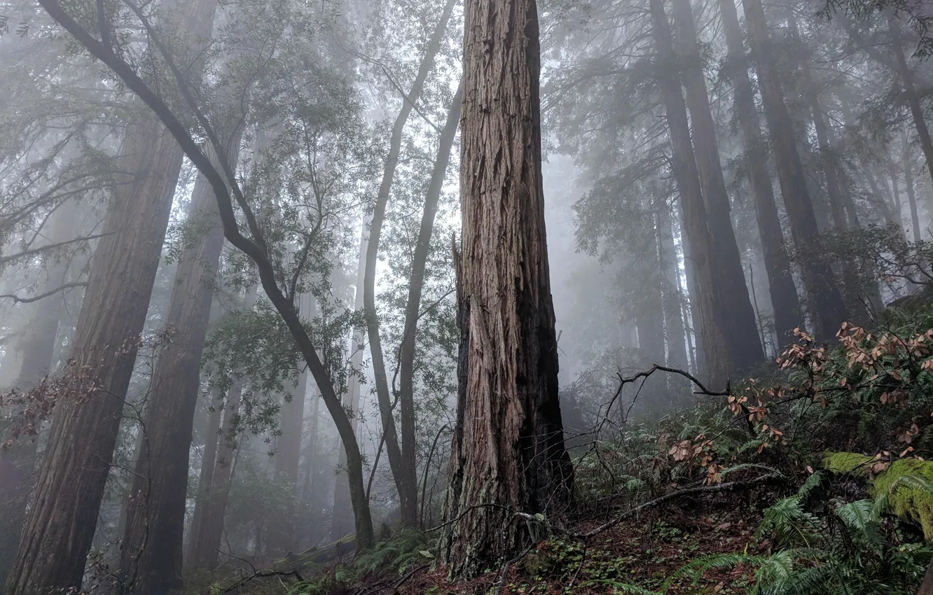 Фото обои деревья, природа, туман, США, Мьюирский лес