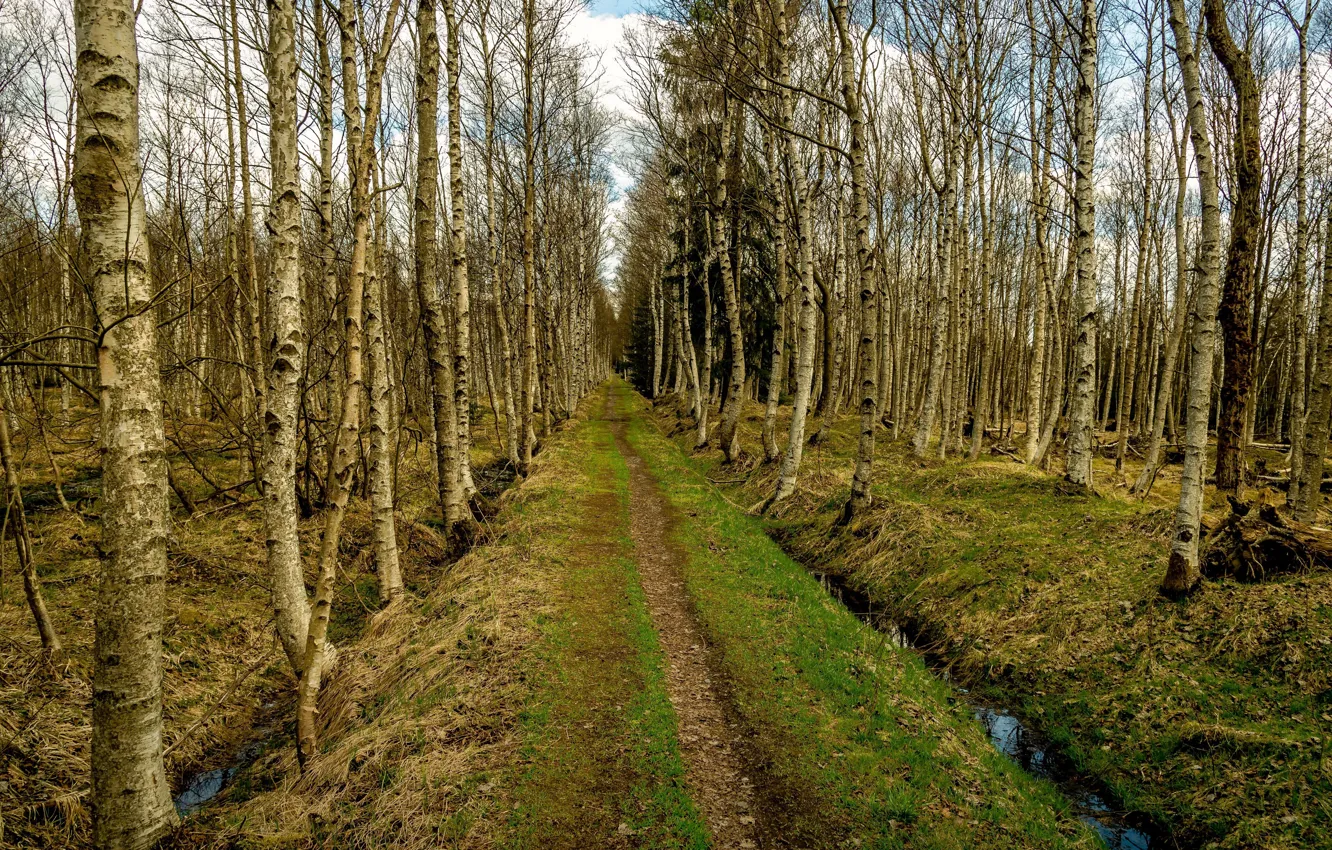 Фото обои дорога, лес, природа, весна