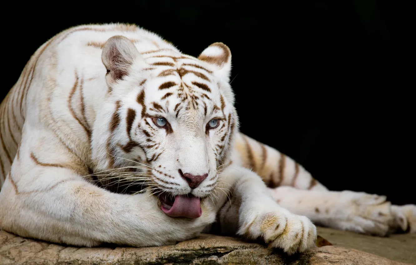 Фото обои язык, кошка, животные, белый, глаза, тигр, поза, полосы, фото, черный, лапа, шерсть