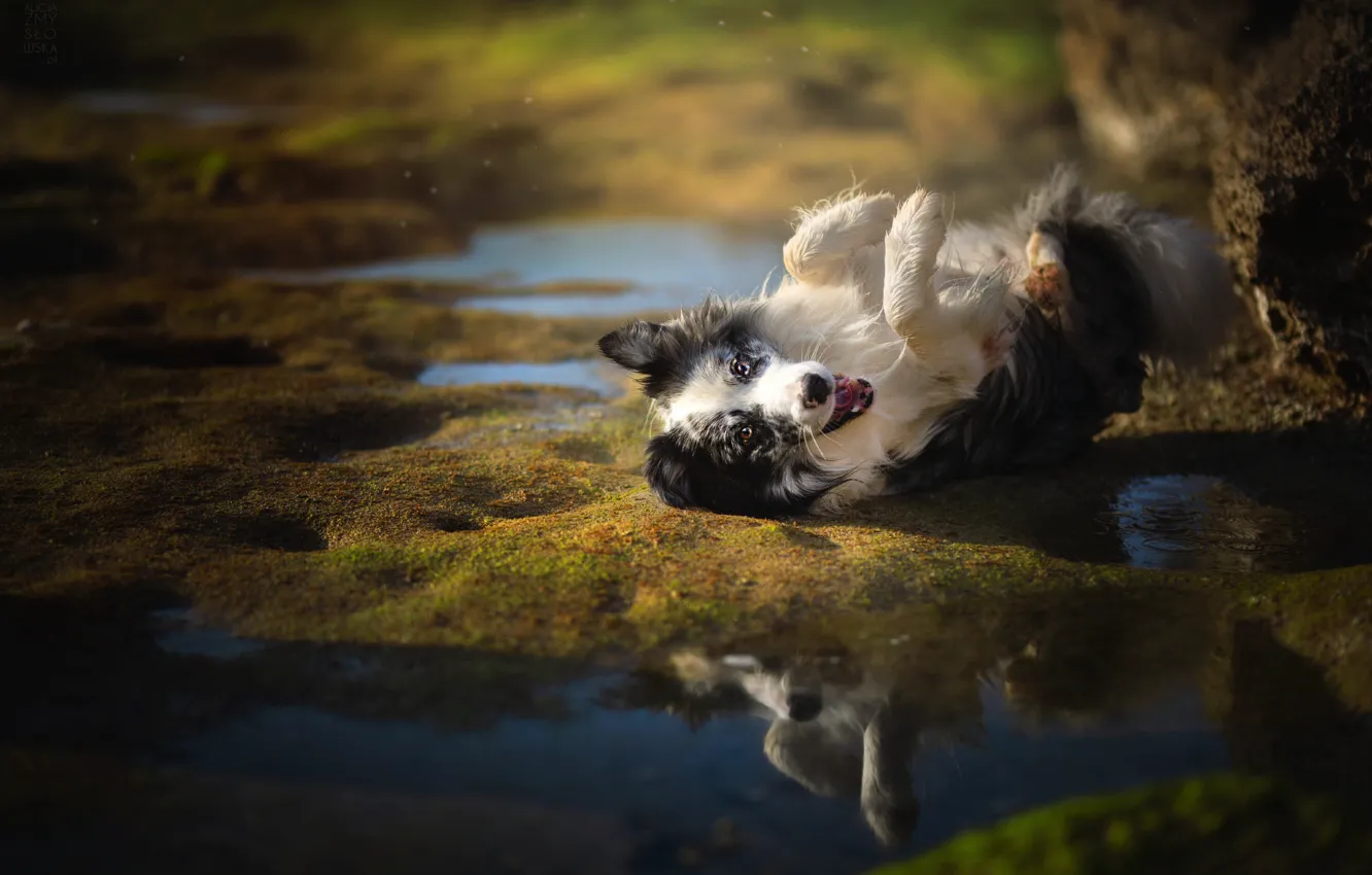 Фото обои вода, радость, настроение, собака, Бордер-колли