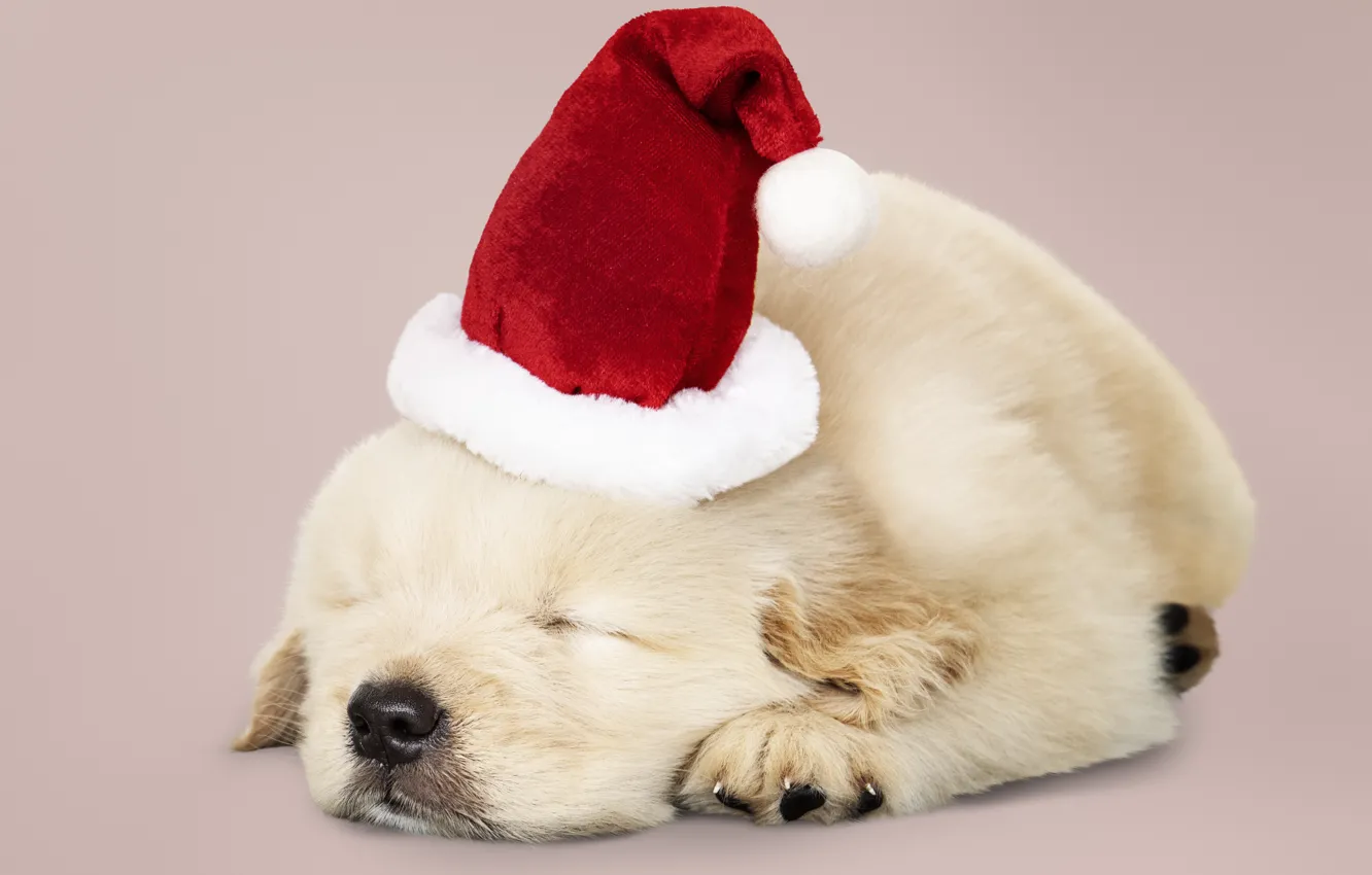 Фото обои собака, Новый Год, Рождество, щенок, санта, лабрадор, Christmas, puppy, dog, New Year, cute, Merry, santa …