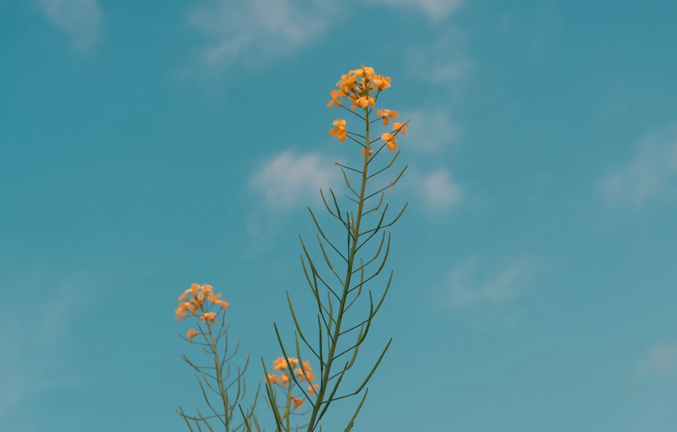 Фото обои небо, цветы, жёлтые