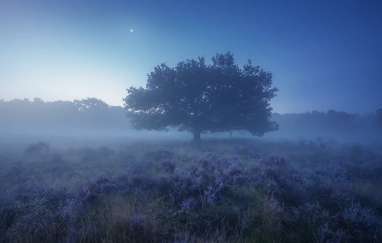 Фото обои Поле, Дерево, Туман