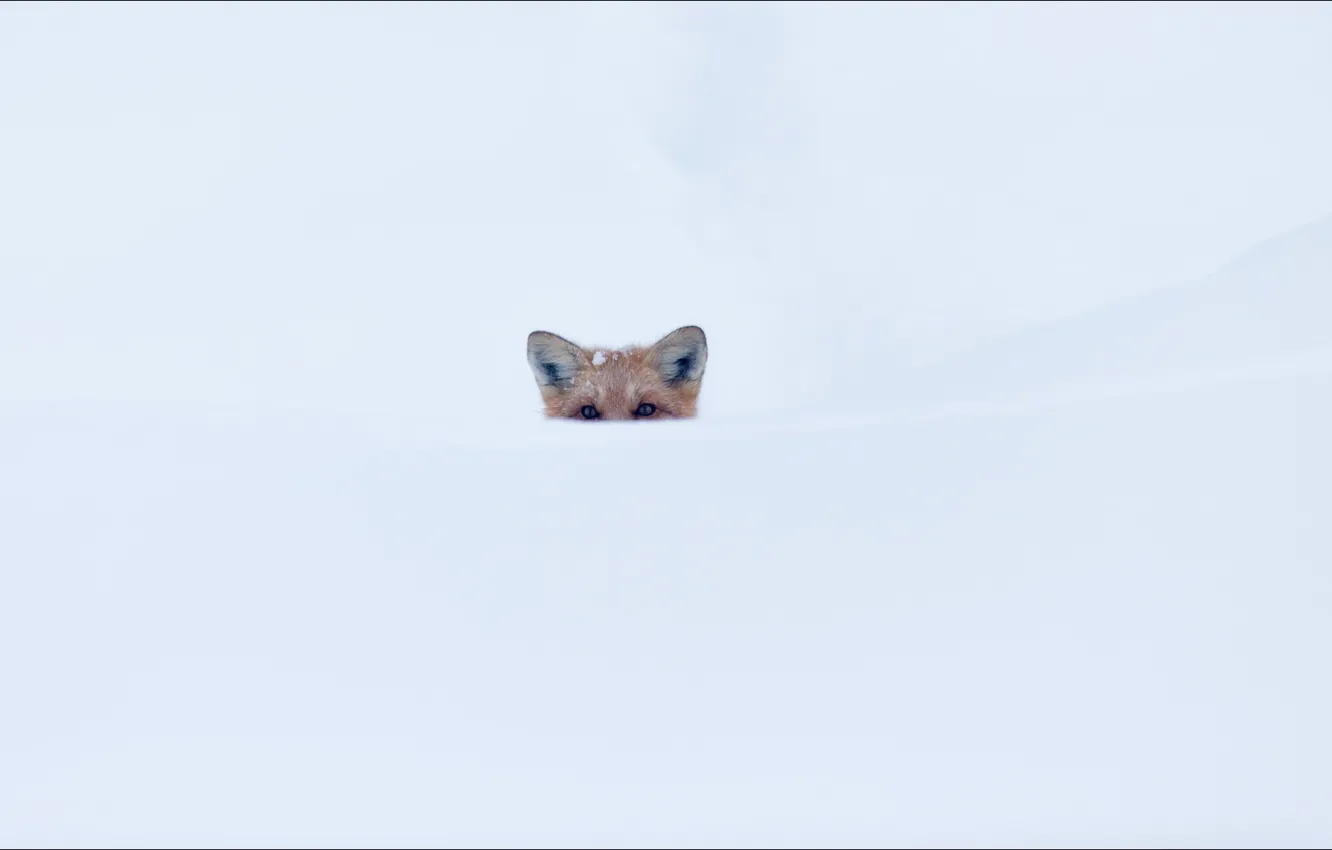 Фото обои fox, animals, oops, snow, secret