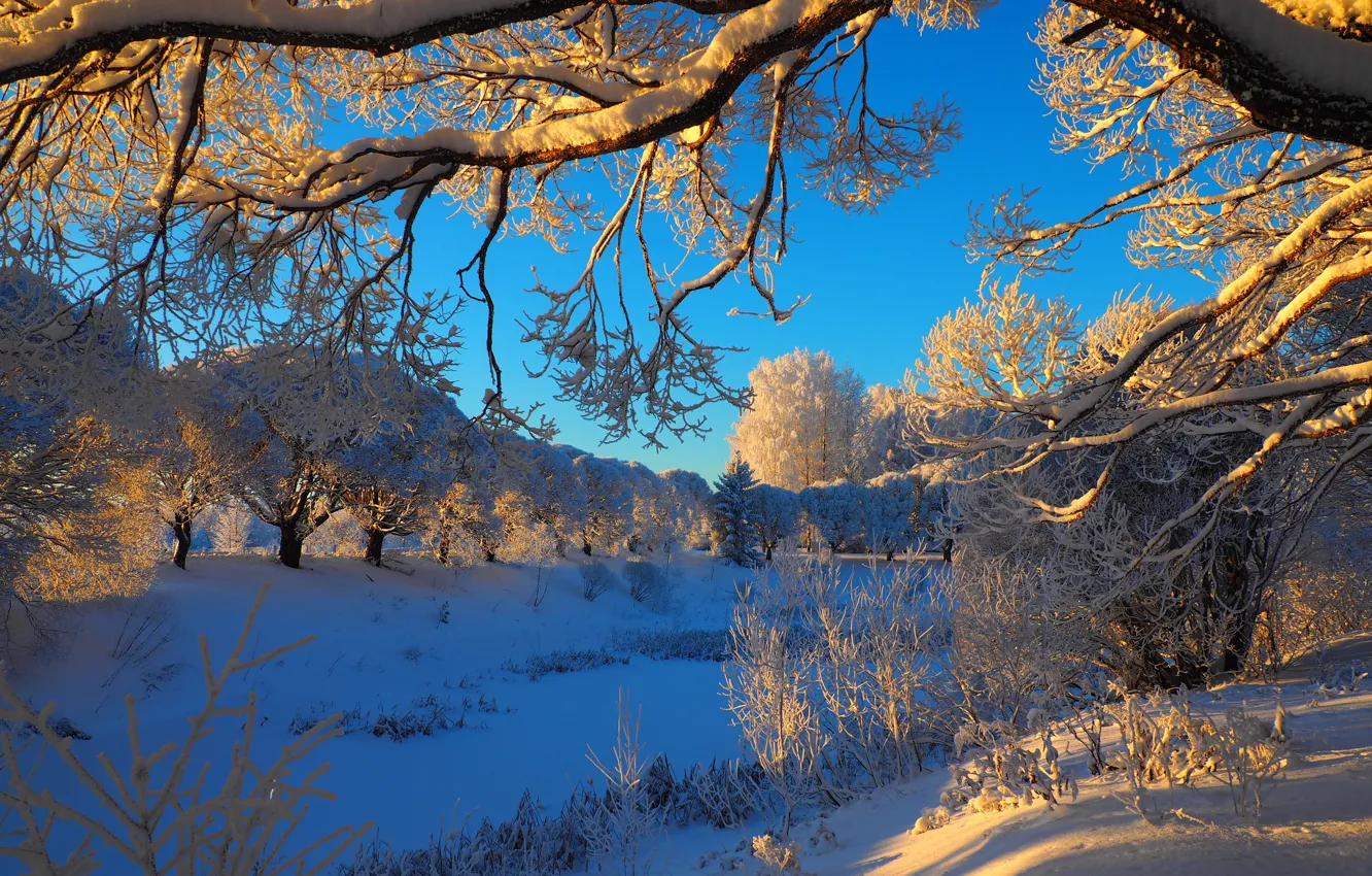 Фото обои зима, снег, деревья, пейзаж, ветки, природа