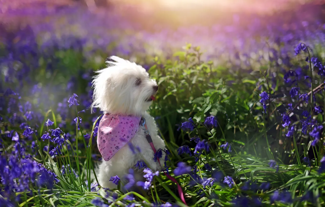 Фото обои лето, цветы, природа, друг, собака