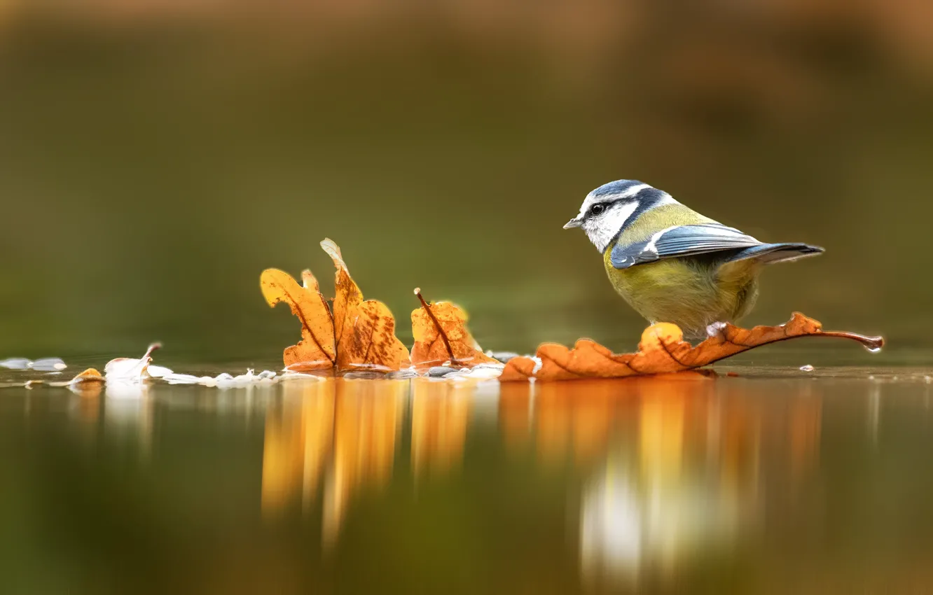 Осенние Птицы Фото