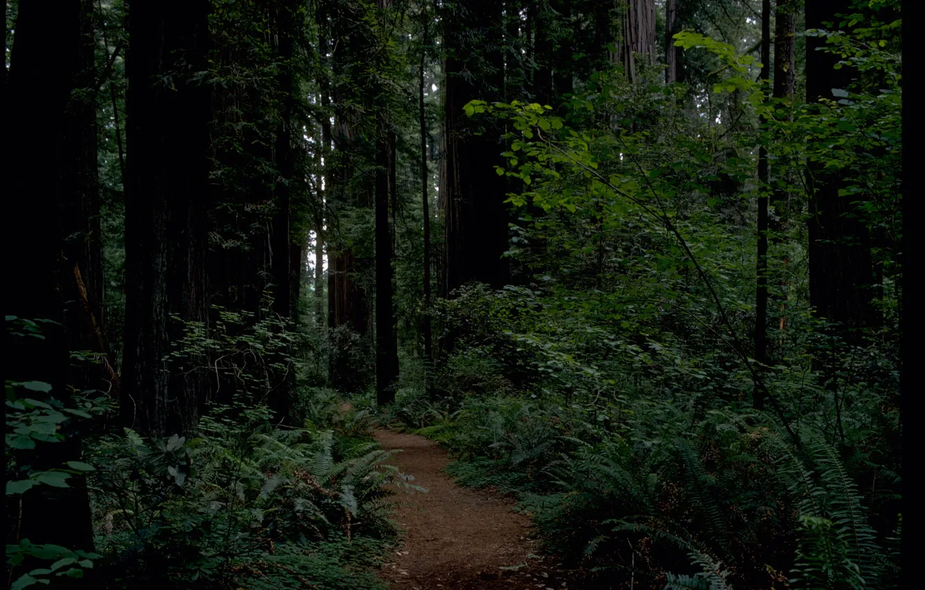 Фото обои лес, деревья, природа, Калифорния, USA, США, тропинка, California, национальный парк Редвуд, Redwood National Park