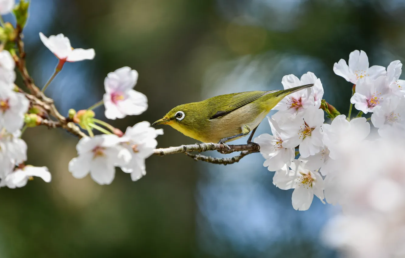 Фото обои природа, вишня, птица, ветка, весна, цветение, боке, белоглазка, белый глаз