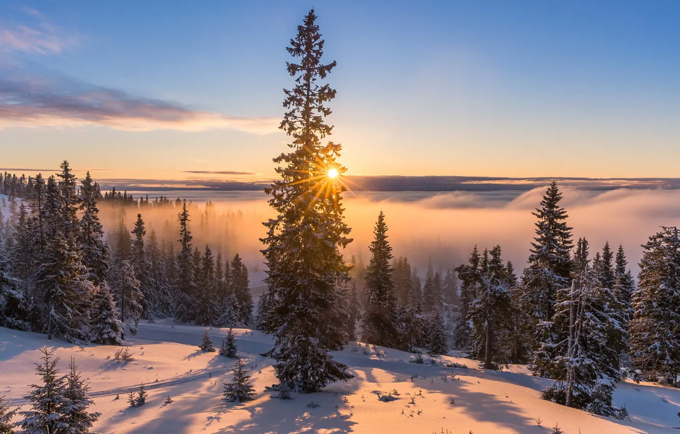 Фото обои зима, дорога, солнце, лучи, снег, деревья, пейзаж, природа, туман, утро, ели, тени, леса, Jørn Allan …