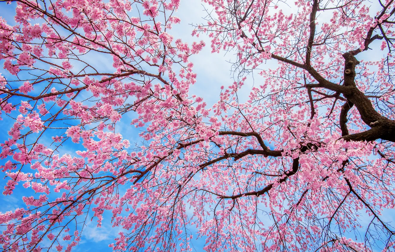 Фото обои небо, ветки, вишня, дерево, весна, сакура, цветение, pink, blossom, tree, sakura, cherry, spring
