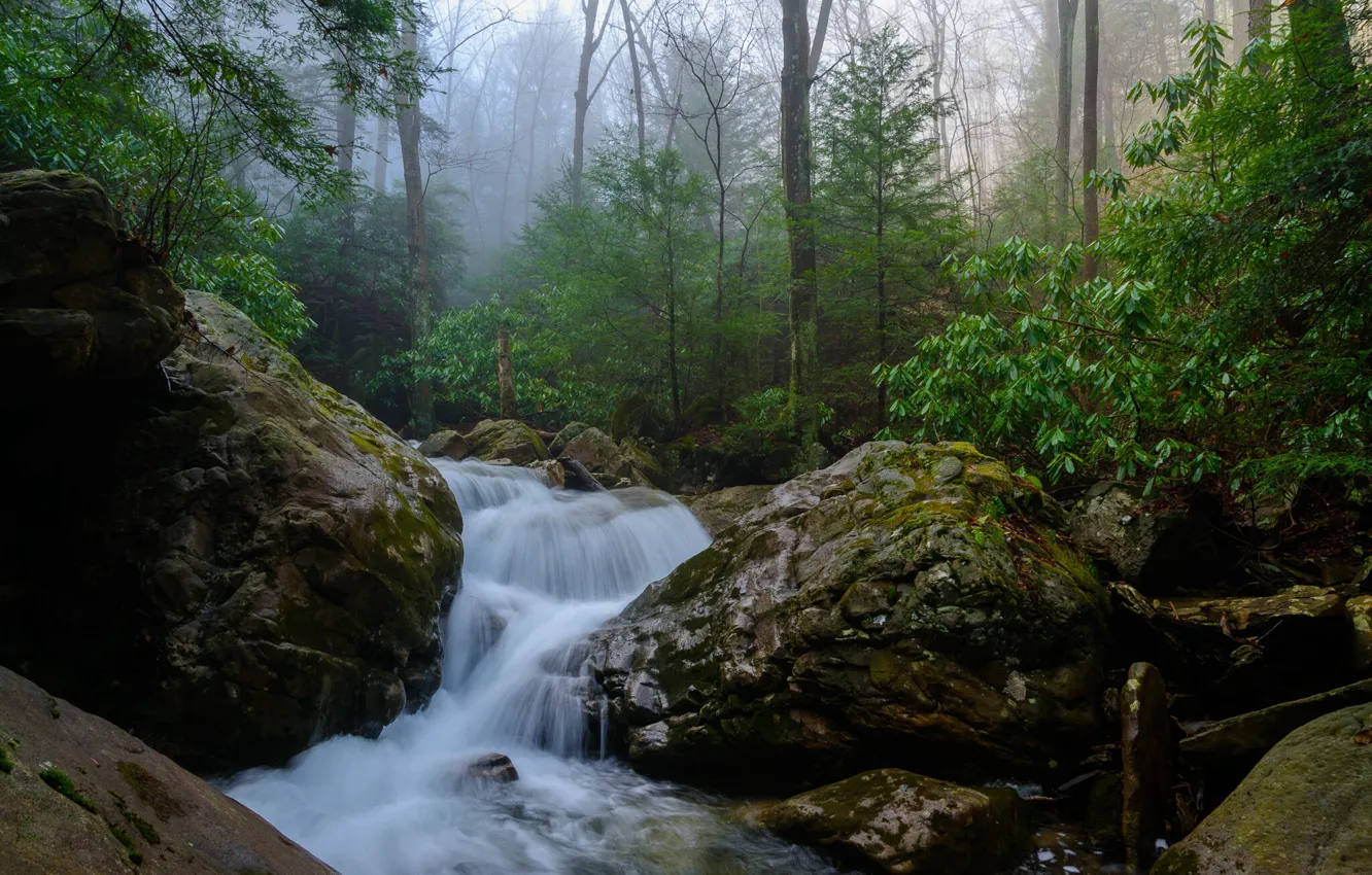 Фото обои лес, природа, туман, ручей, камни