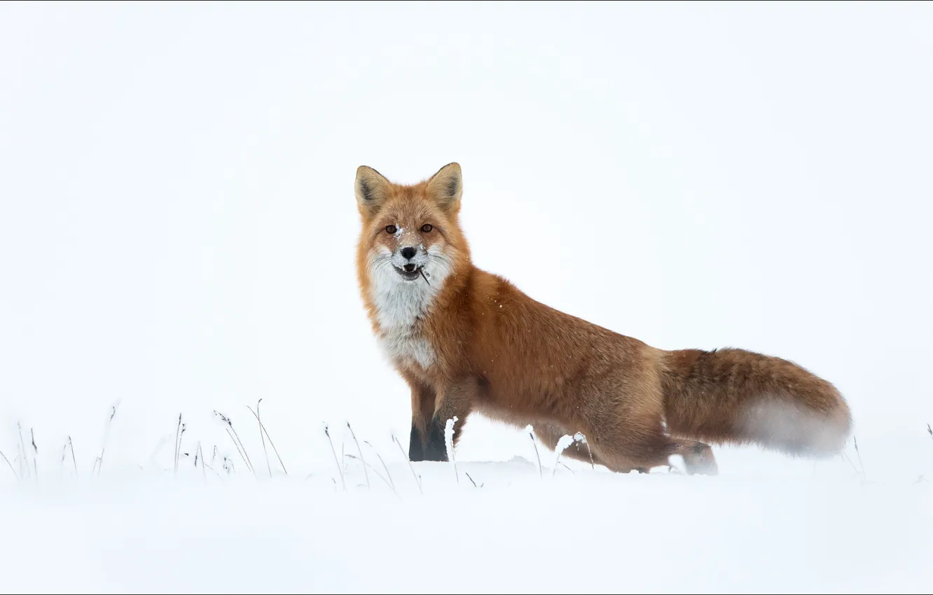 Фото обои fox, animals, snow