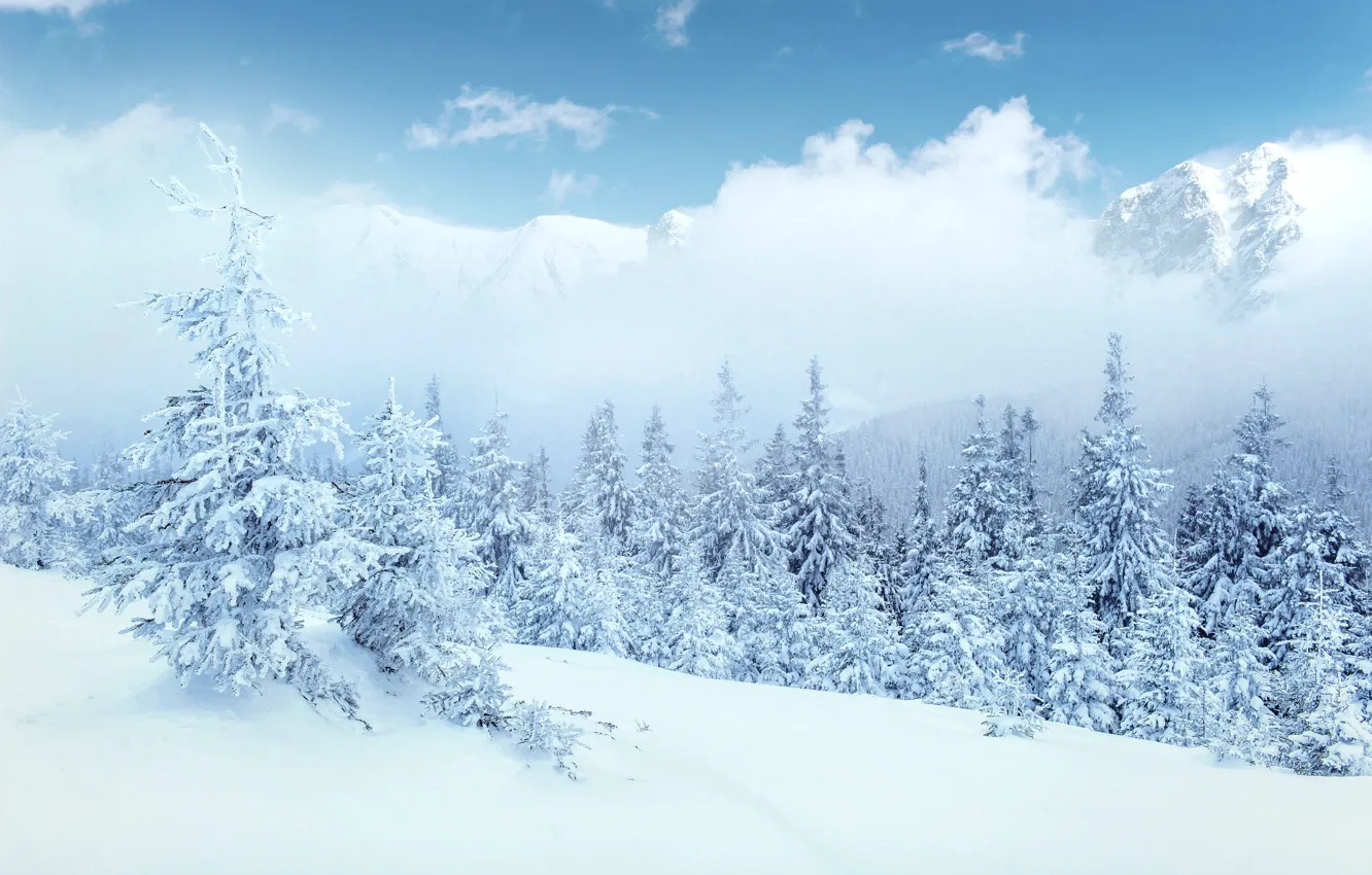 Фото обои зима, снег, деревья, пейзаж, горы, елки, forest, landscape, winter, mountains, snow, fir trees