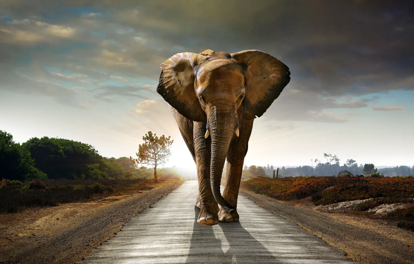 Фото обои дорога, облака, деревья, слон, road, trees, clouds, beautiful landscape, elephant, красивый пейзаж