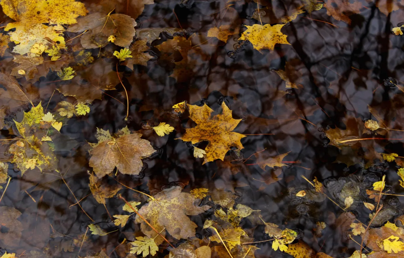 Фото обои листья, Осень, лужа