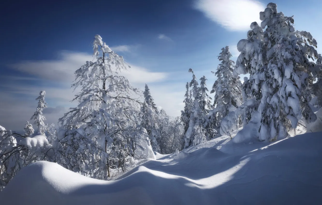 Фото обои зима, снег, деревья, сугробы, Россия, Урал, Николай Шевченко