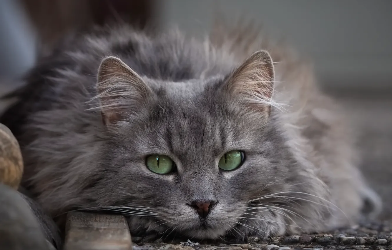 Фото обои кот, взгляд, пушистый, мордочка, зелёные глаза, котейка