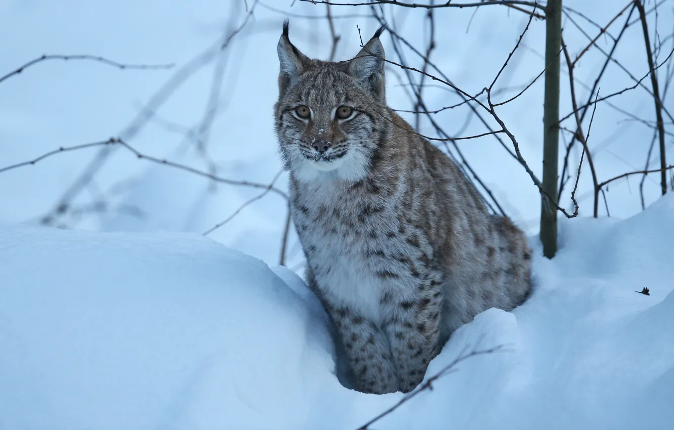 Фото обои зима, взгляд, снег, ветки, рысь, дикая кошка