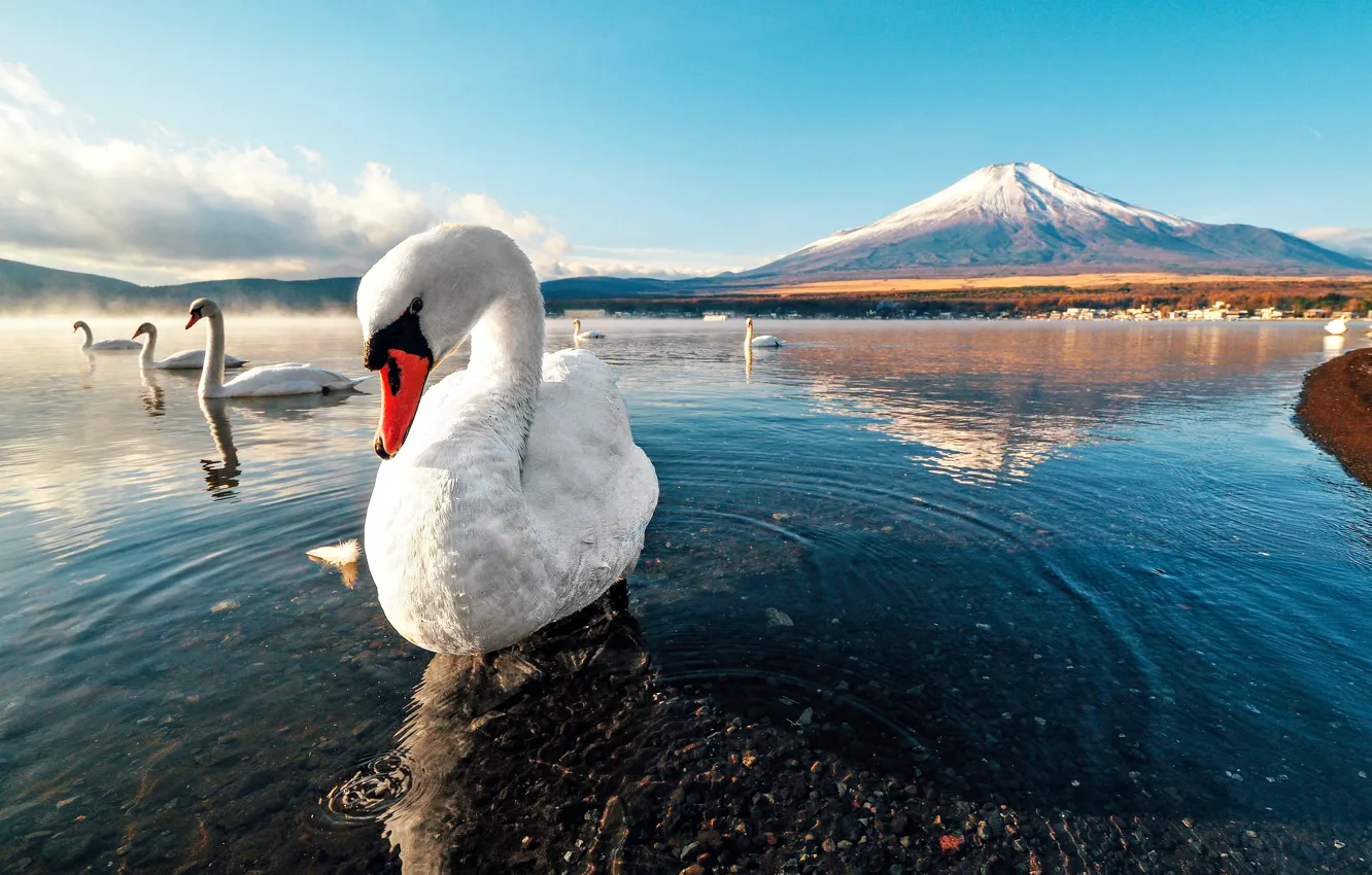 Фото обои swan, sunset, mountain, lake, snow, dawn