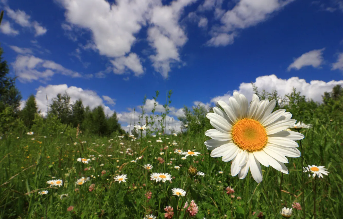 Фото обои небо, трава, цветы, ромашка, луг