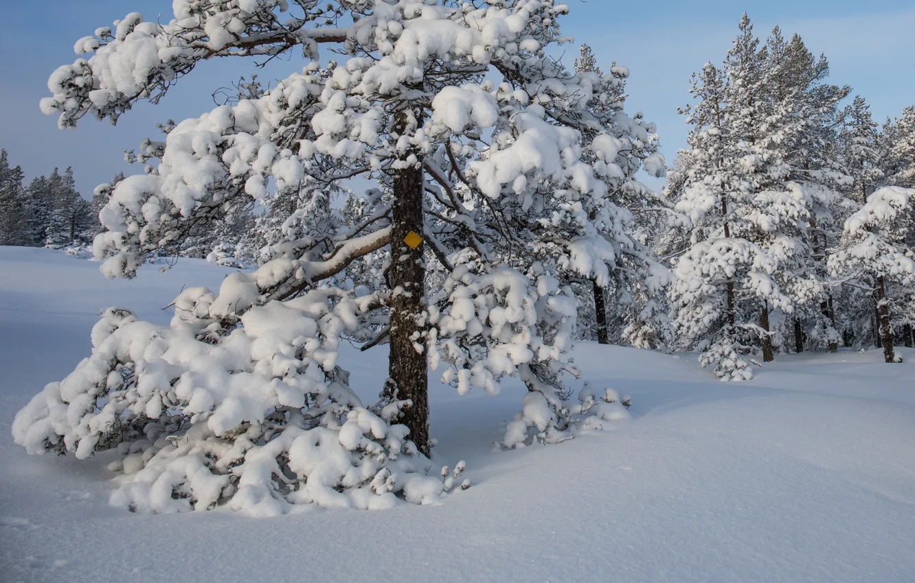 Фото обои зима, снег, деревья, сугробы, Швеция