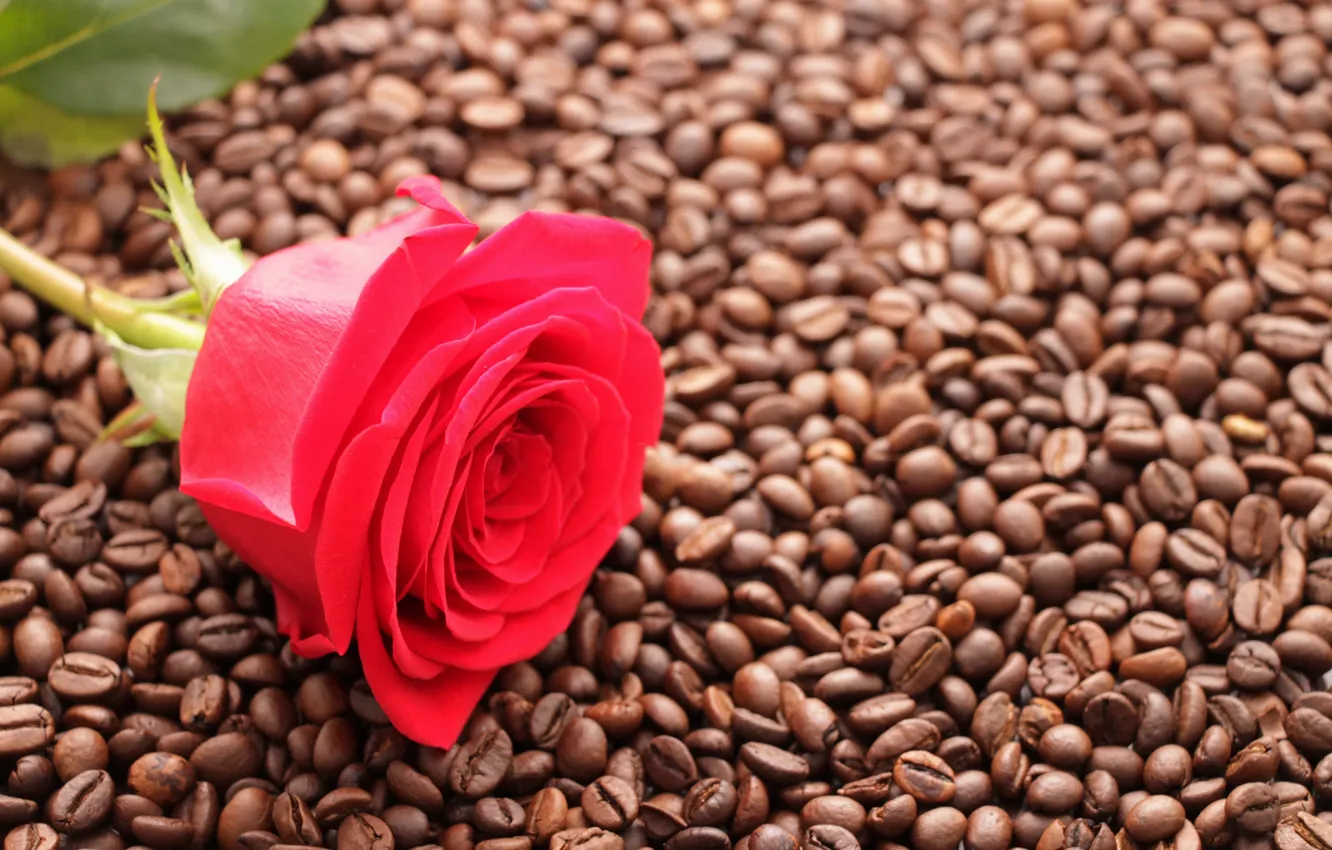 Фото обои цветы, фон, настроение, обои, роза, кофе, бутон, красная роза, зерна кофе