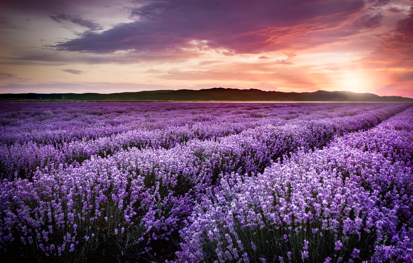 Фото обои фиолетовый, закат, цветы, field, sunset, лаванда, lavender, violet, лавандовое поле, blooming