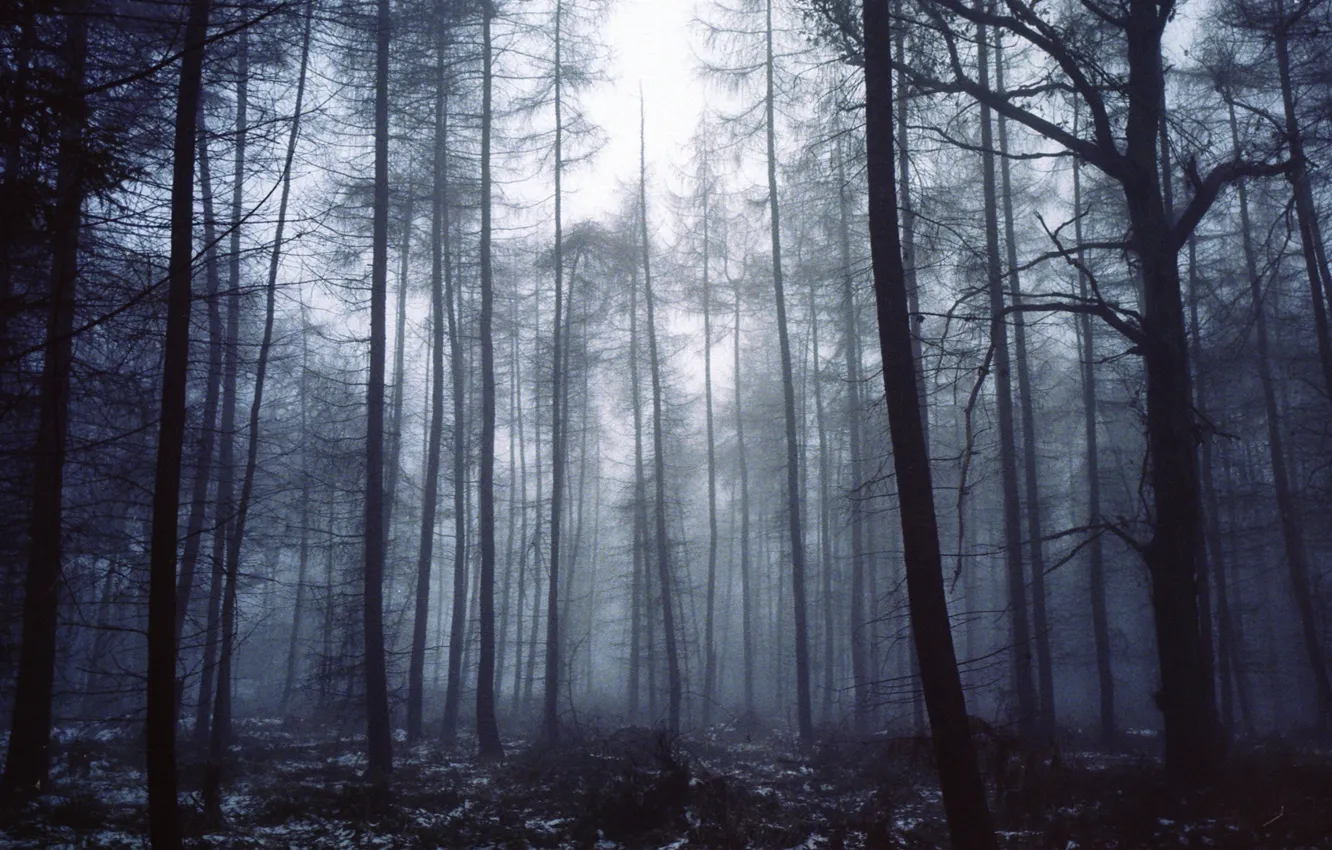 Фото обои зима, лес, снег, деревья, природа, туман