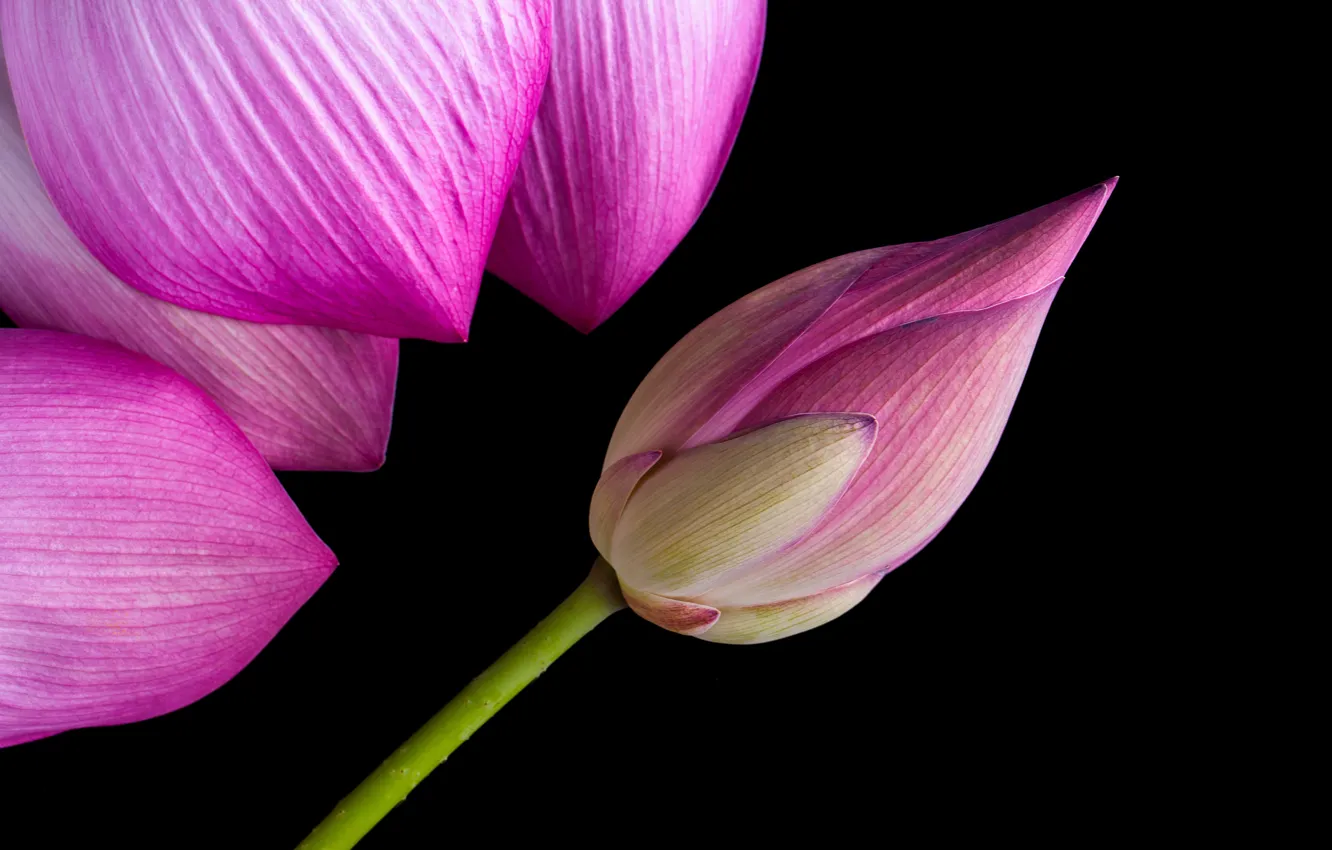 Фото обои макро, лепестки, бутон, лотос, flower, pink, lotus, petals