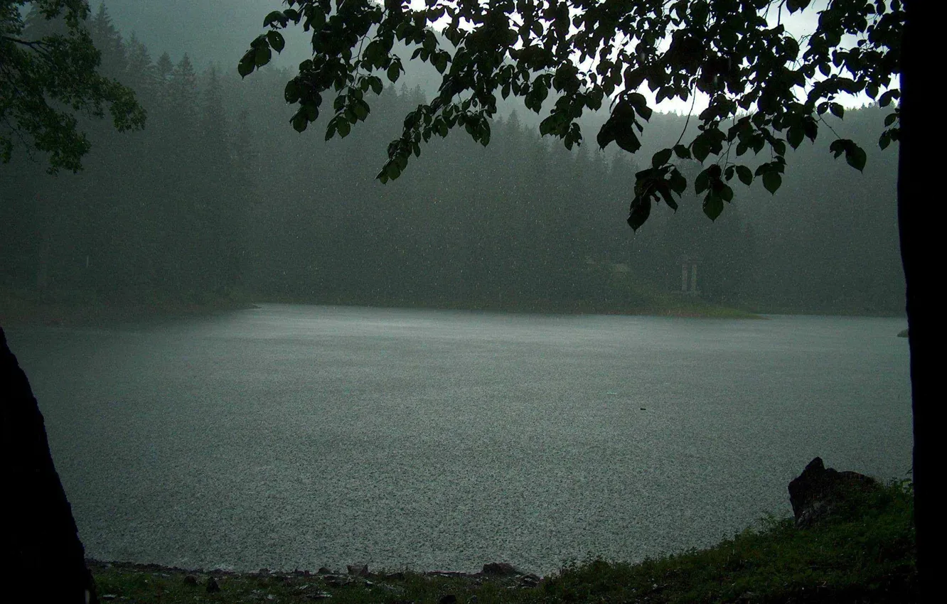 Фото обои лес, деревья, природа, озеро, дождь, пасмурно